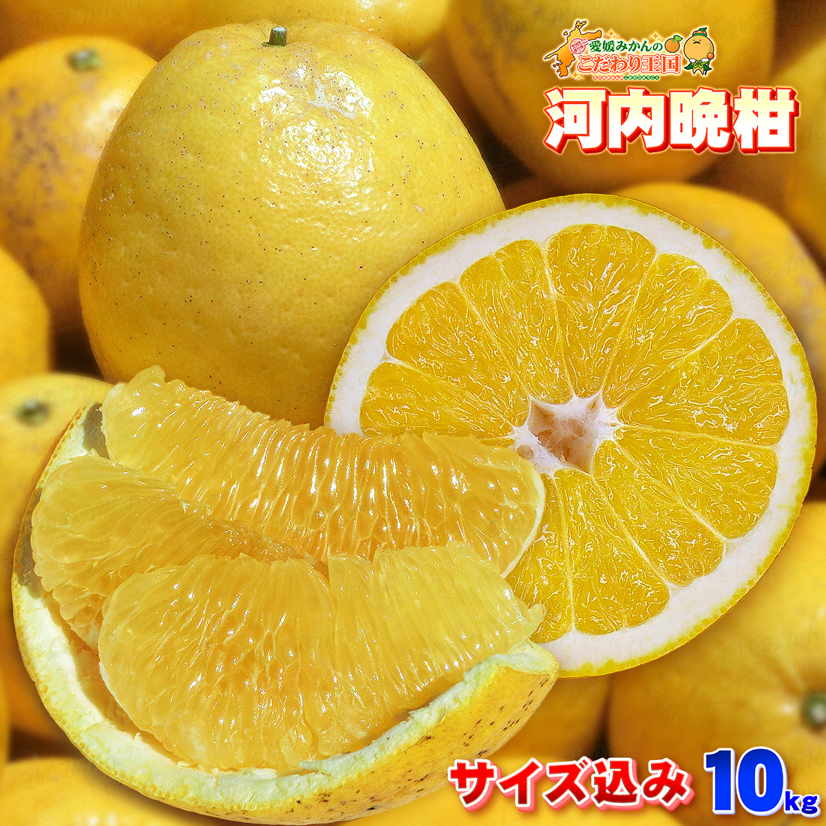 楽天市場 樹齢年以上 愛媛県 愛南町産 訳あり 河内晩柑 10kg 大小サイズ込み 送料無料 一部地域除く 家庭用 自宅用 箱買い 10キロ かわちばんかん 別名 宇和ゴールド 愛南ゴールド 美生柑 和製グレープフルーツ ジューシーオレンジ 愛媛みかんの こだわり王国