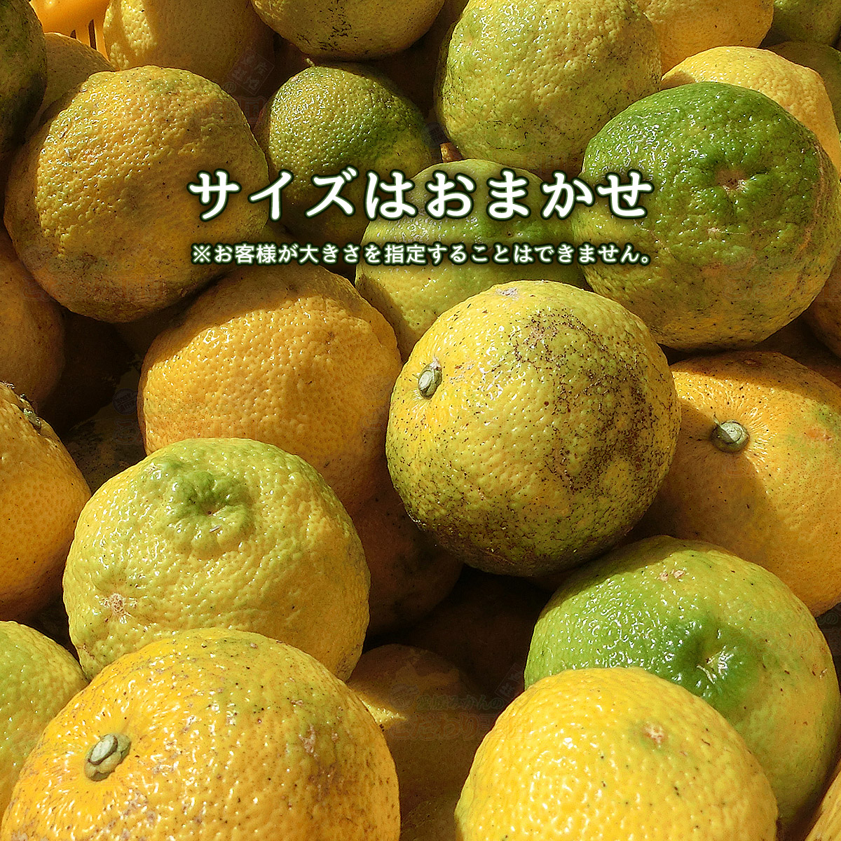 楽天市場】愛媛 県産 柚子 ゆず 10kg 訳あり 家庭用 サイズ おまかせ