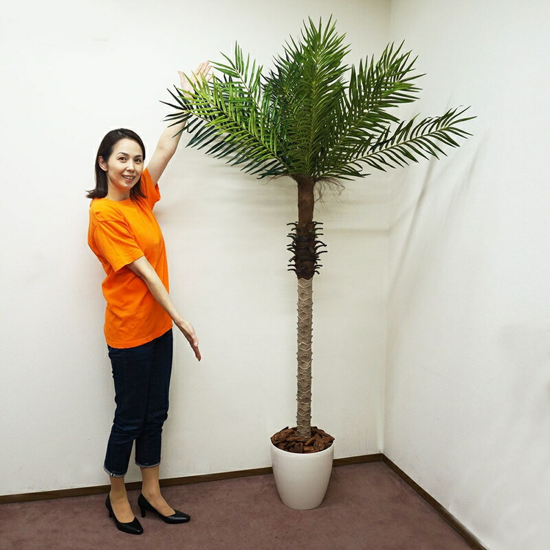 [撮影使用品につき大特価] 人工樹木　フェニックスパームツリー　190cm　白の鉢付き　[大型商品160cm以上]