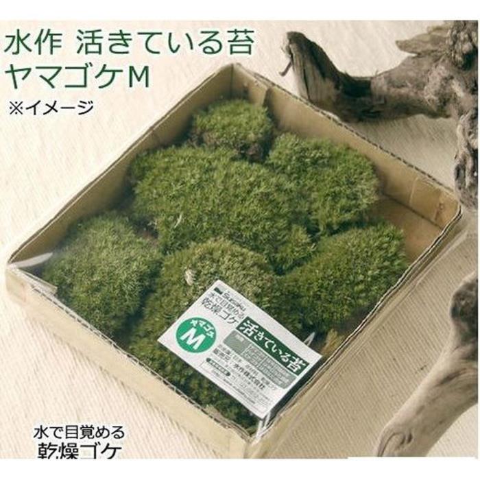楽天市場】2024年NEW ヒカリゴケ 陶器鉢入り 光苔 クッションモス 山