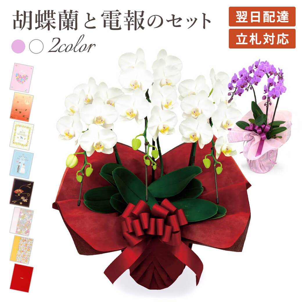 「ミディ胡蝶蘭 3本立」と電報セット 送料無料 選べる2色 白 ピンク 21輪以上 お祝い 花 生花 フラワー ギフト 祝電 文例 メッセージ 結婚式 結婚祝い 誕生日 敬老の日 暑中見舞い 長寿祝い 開店祝い 開業 当選 即日発送 翌日配達|電報屋のエクスメール 店