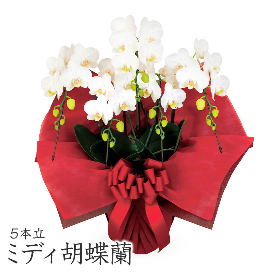 「ミディ胡蝶蘭 5本立 白」 (電報なし) 送料無料 35輪以上 お祝い 花 生花 フラワー 鉢花 ギフト 結婚祝い 誕生日 プレゼント 敬老の日 2026 暑中見舞い 還暦 長寿祝い 開店祝い 開業 就任 昇進 当選祝い 立て札 即日発送 翌日配達|電報屋のエクスメール 店