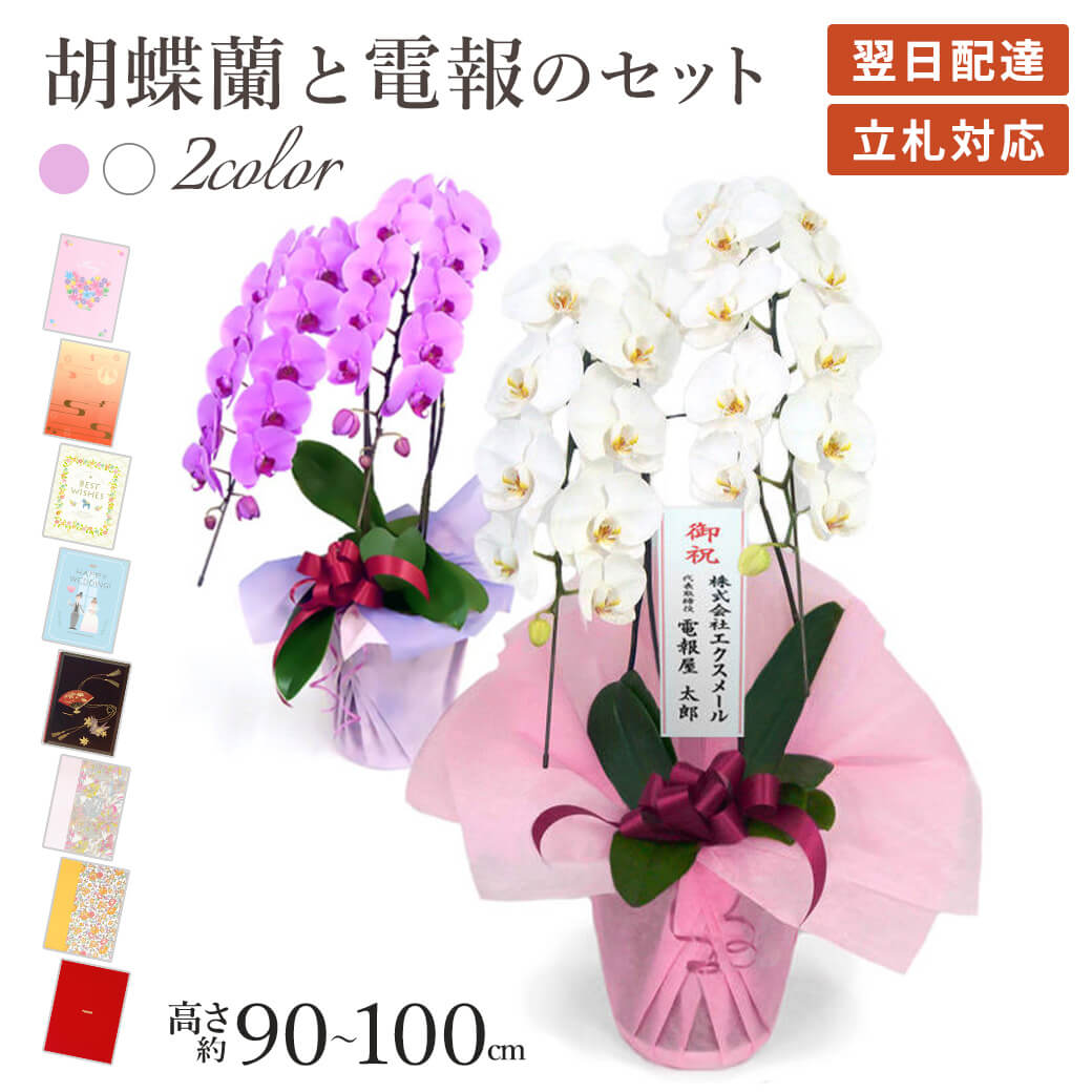 お得なセット 毎日入荷胡蝶蘭2ケース ミディ胡蝶蘭 2本立 ボックス | 花工房エーデルワイス