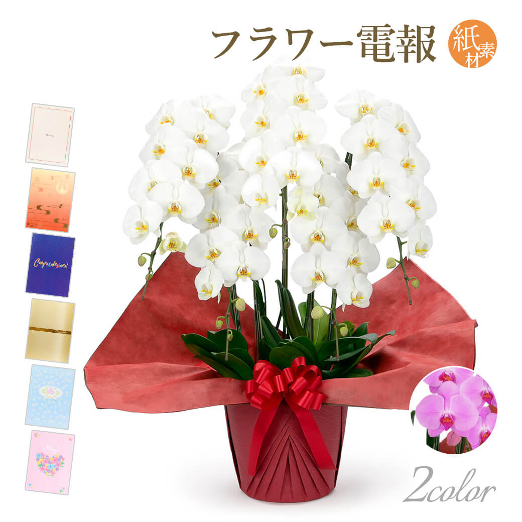 送料無料 結婚式 あす楽 結婚式 誕生日 卒業 電報 入学 合格 お祝い 選挙 立て札 当選 開店 開業 昇進 電報 祝電に胡蝶蘭のお花を添えて 胡蝶蘭 胡蝶蘭 ５本立 白 と 紙素材カード電報 のセット 送料無料 大輪 50輪以上 お祝い 花 フラワー ギフト 電報 祝電 文例