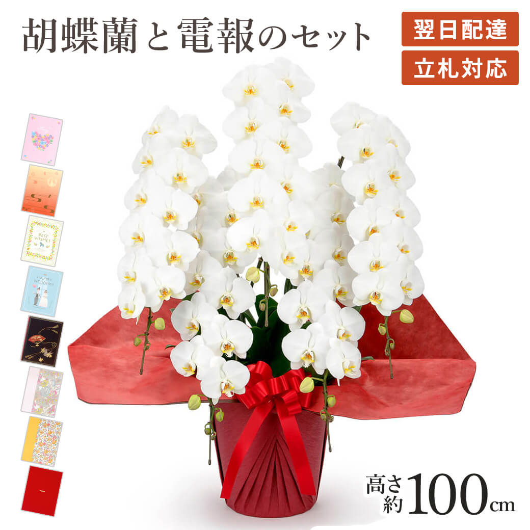 胡蝶蘭ロング3本立 40～45輪以上 W‐003（カラー：ホワイト
