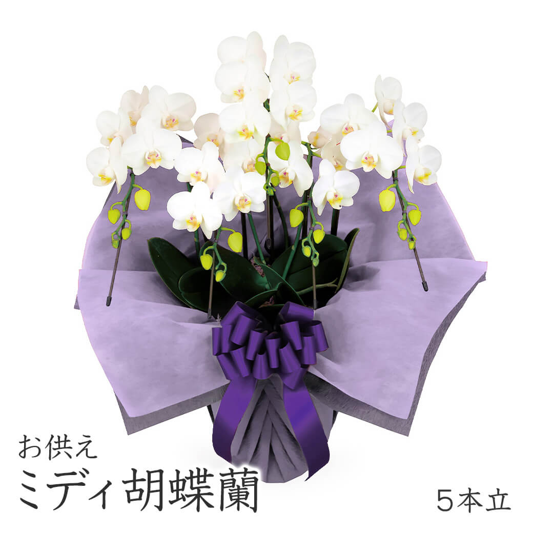お供え用 「ミディ胡蝶蘭 5本立 白」 (電報なし) 送料無料 35輪以上 お供え花 生花 フラワー 供花 仏花 枕花 葬儀 葬式 通夜 告別式 法要 家族葬 会場直送 一周忌 命日 お盆 供養 新盆見舞い 初盆御見舞 立て札 即日発送 翌日配達|電報屋のエクスメール 店