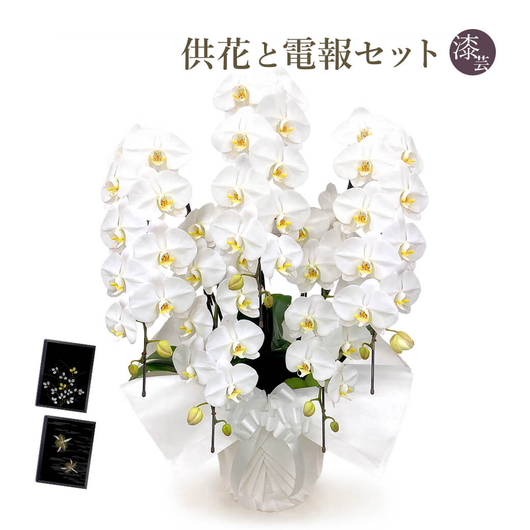 全日本送料無料 楽天市場 お供え用 胡蝶蘭 ５本立 白 と 漆芸電報 のセット 送料無料 50輪以上 大輪 お供え花 フラワー 供花 仏花 枕花 電報 弔電 お悔やみ 葬儀 通夜 告別式 法要 法事 会場直送 四十九日 一周忌 命日 彼岸 喪中はがき 立て札 即日発送 翌日配送