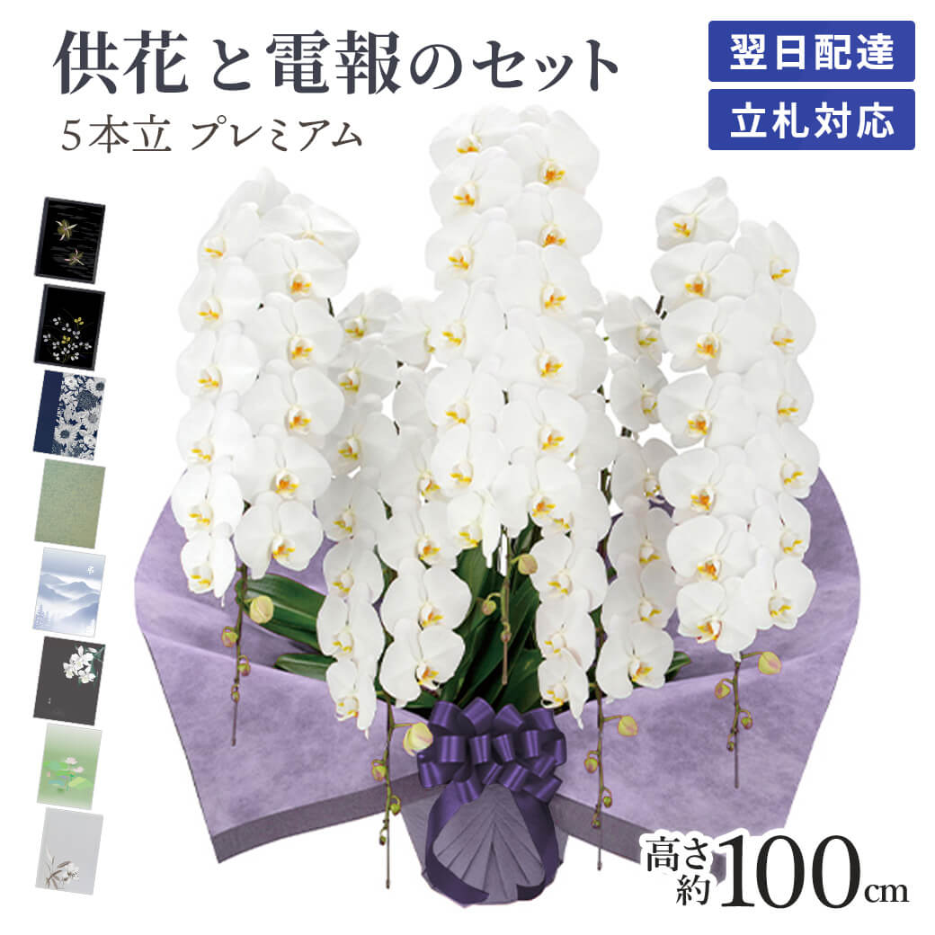 楽天市場】「大輪胡蝶蘭 5本立 ハイグレード」 (電報なし) 送料 楽天市場】「大輪胡蝶蘭 5本立 ハイグレード」 (電報なし) 送料