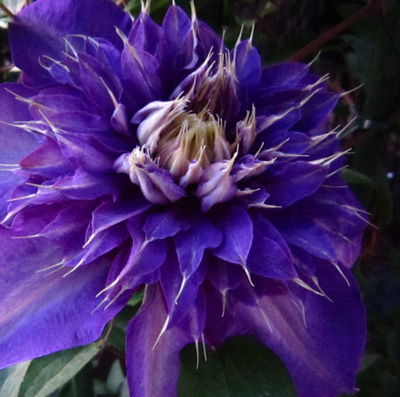 楽天市場 新登場 八重咲き 紫 クレマチス フラワーショップ パレット