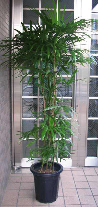 楽天市場】都内のみでお願いします！！大型観葉植物 ドラセナ ユッカ