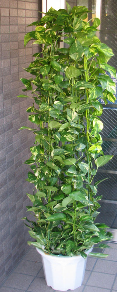 都内のみでお願いします！！大型観葉草木 オウゴンカズラ