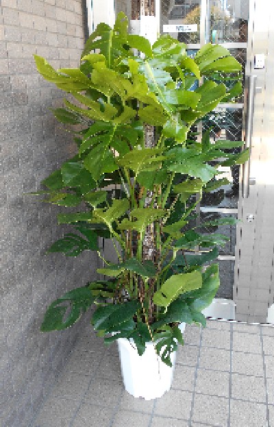 楽天市場】光触媒 光の楽園 モンステラ 高さ1.5m【フェイクグリーン