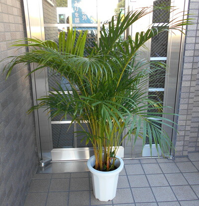 楽天市場】セフリジヤシ 10号 セフリジー 大鉢 観葉植物