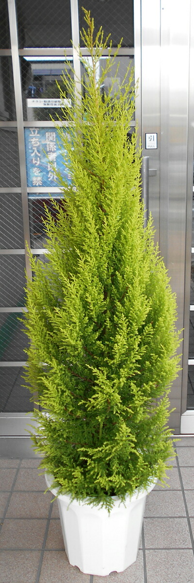 都内のみでお願いします。大型観葉草木 クレスト 尺鉢
