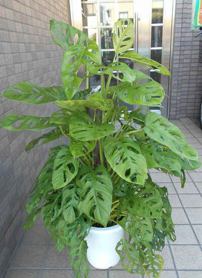 中型観葉草木 マドカズラ（八号鉢） 花・ガーデン・DIY-花・観葉植物-観葉植物