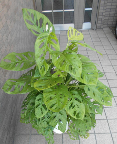 中型観葉草木 マドカズラ 八号野晒し Foxunivers Com