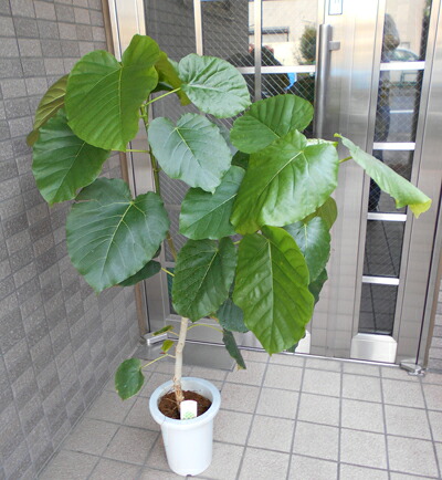 観葉草木 ウンベラータ(七号鉢)