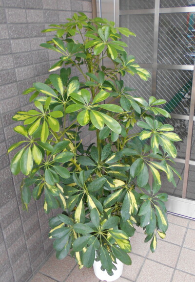 中型観葉植物 ホンコンカポック 七号鉢 Marcsdesign Com