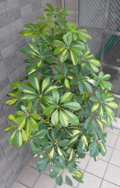 中型観葉植物 ホンコンカポック 七号鉢 Marcsdesign Com