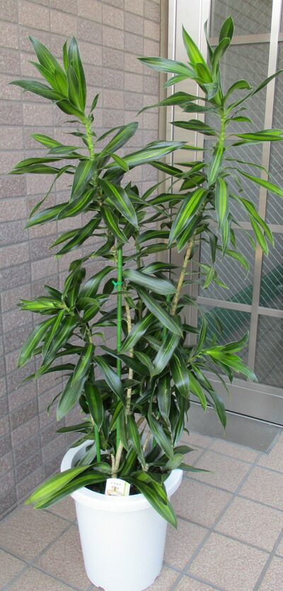 観葉植物 約180cm ドラセナ・ジャマイカ 観葉植物 約180cm ドラセナ・ジャマイカ 観葉植物 約180cm ドラセナ