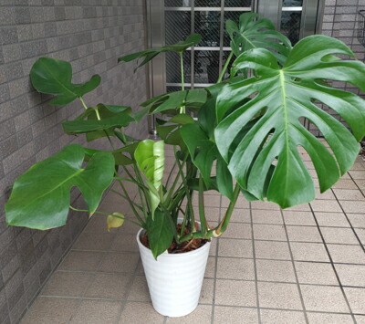 楽天市場】モンステラ 『バールマルクスフレーム』 希少品種 切れ込み