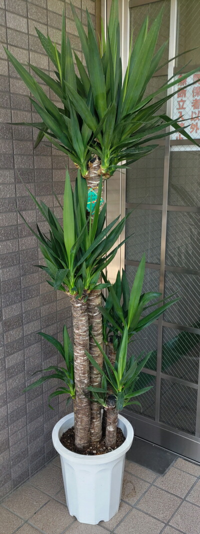 都内のみでお願いします！！大型観葉草木 ドラセナ ユッカ（尺鉢）