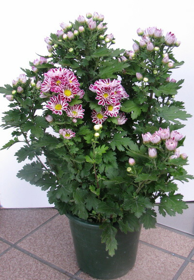 楽天市場】【花なし株】 クレイソセントロン ゴクシンギー