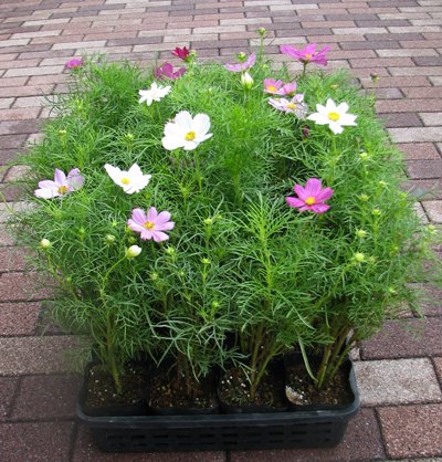 楽天市場】矮性コスモス ミックス 苗 9センチポット 3号 秋桜