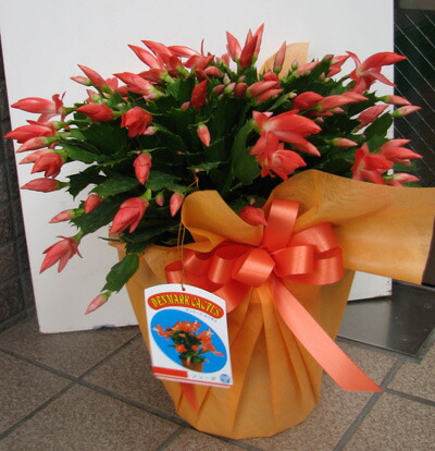 楽天市場】予約販売 バラ咲き デンマークカクタス ピンクローズ 5号鉢