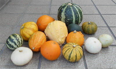 ハロウィン⭐︎観賞用おもちゃかぼちゃ　オーダー受付用 楽天市場】ハロウィン用おもちゃかぼちゃ フルーツミックス様々