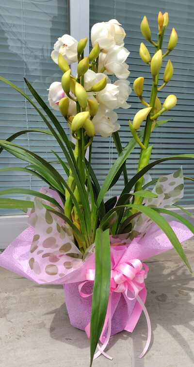 楽天市場】送料無料♪シンピジューム マリーローランサン3本立ち【鉢花