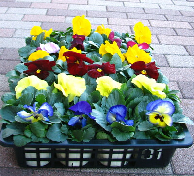 楽天市場】パンジー 花苗 24ポット セット 3号 ポット苗 6品種以上