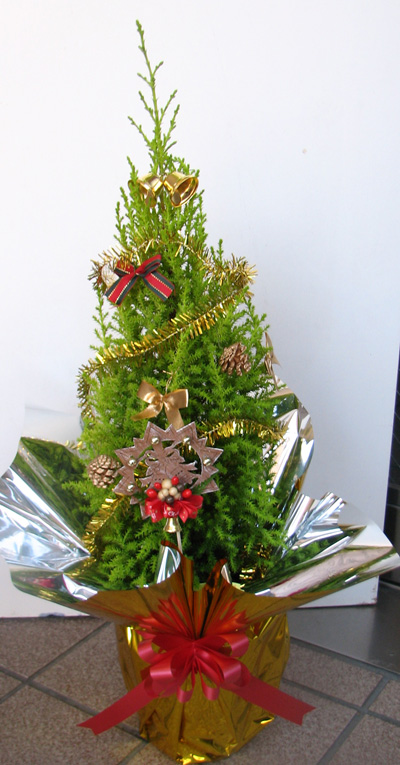 楽天市場 クリスマスツリー ゴールドクレスト 五号鉢 フラワーショップ パレット