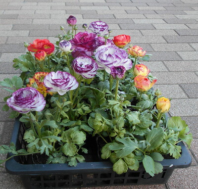 楽天市場】ラナンキュラス苗 花色ミックス 3苗セット 開花目安2月～3