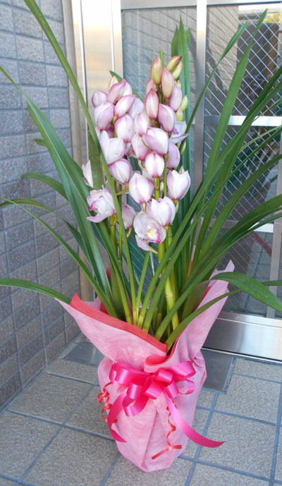 楽天市場】シンビジューム ピンク アーチ 5本立ち ラッピング付 耐寒性