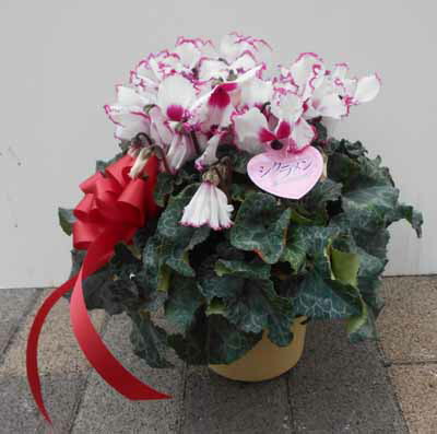 楽天市場】シクラメン☆レジーナ「サーモンピンク」（5寸）【日にち