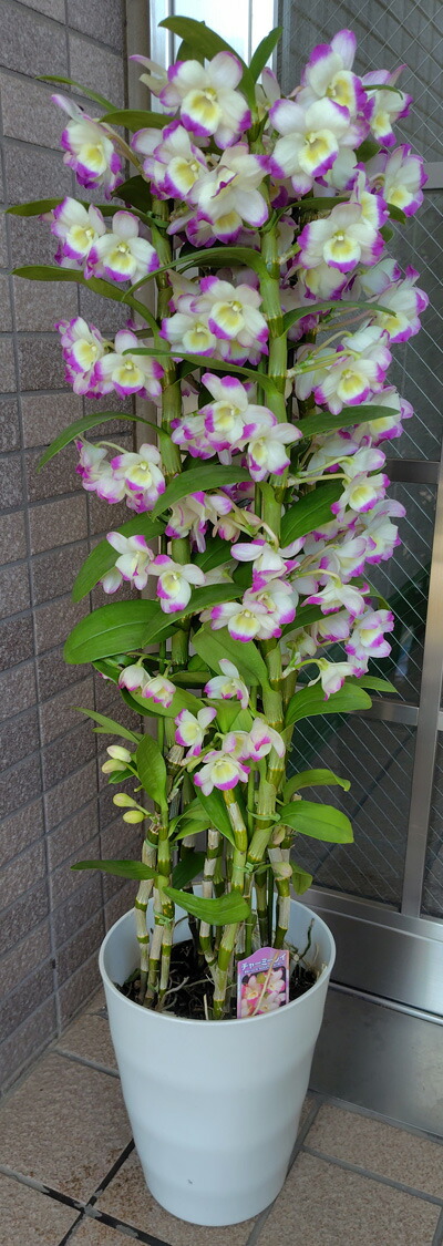 楽天市場】蘭 デンドロビューム 3号鉢 ヒメザクラ フジッコ ギフト