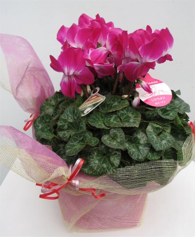 楽天市場】シクラメン☆レジーナ「サーモンピンク」（5寸）【日にち