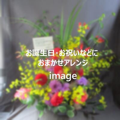 フローリスト彩花 札幌以外は 宅配便 特定送料 日本郵便 で別途送料有 花 観葉植物フラワーアレンジメント 札幌市内 宅配便 特定送料 は送料無料 おまかせアレンジ13 0円 あす楽対応 北海道 おまかせアレンジ13 あす楽対応 北海道