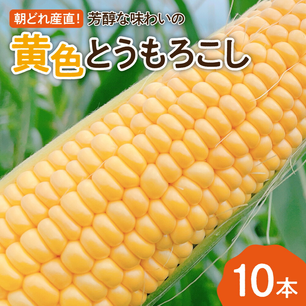 【ふるさと納税】 黄色とうもろこし 10本 5kg 北海道産 数量限定 朝どれ 産地直送 恵味 星粒コーン おひさまコーン わくわくコーン 甘い 糖度 約15度以上 低農薬 朝もぎ 産直 とうもろこし とうきび 北海道 札幌市
