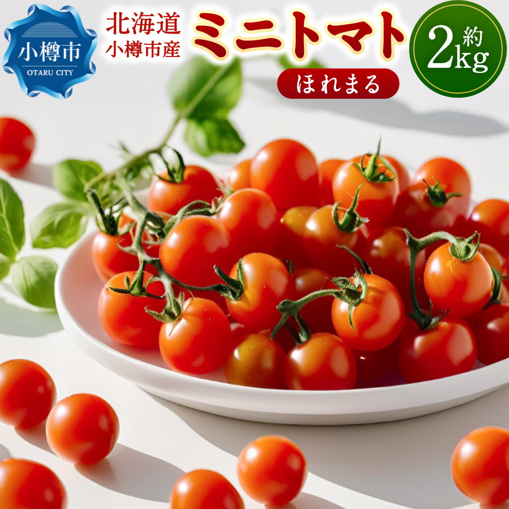 【ふるさと納税】先行予約 北海道 小樽市産 ミニトマト ほれまる 約2kg トマト 糖度 10～11度 濃厚 野菜 夏 産地直送 【2025年7月下旬-9月下旬 発送予定】 送料無料
