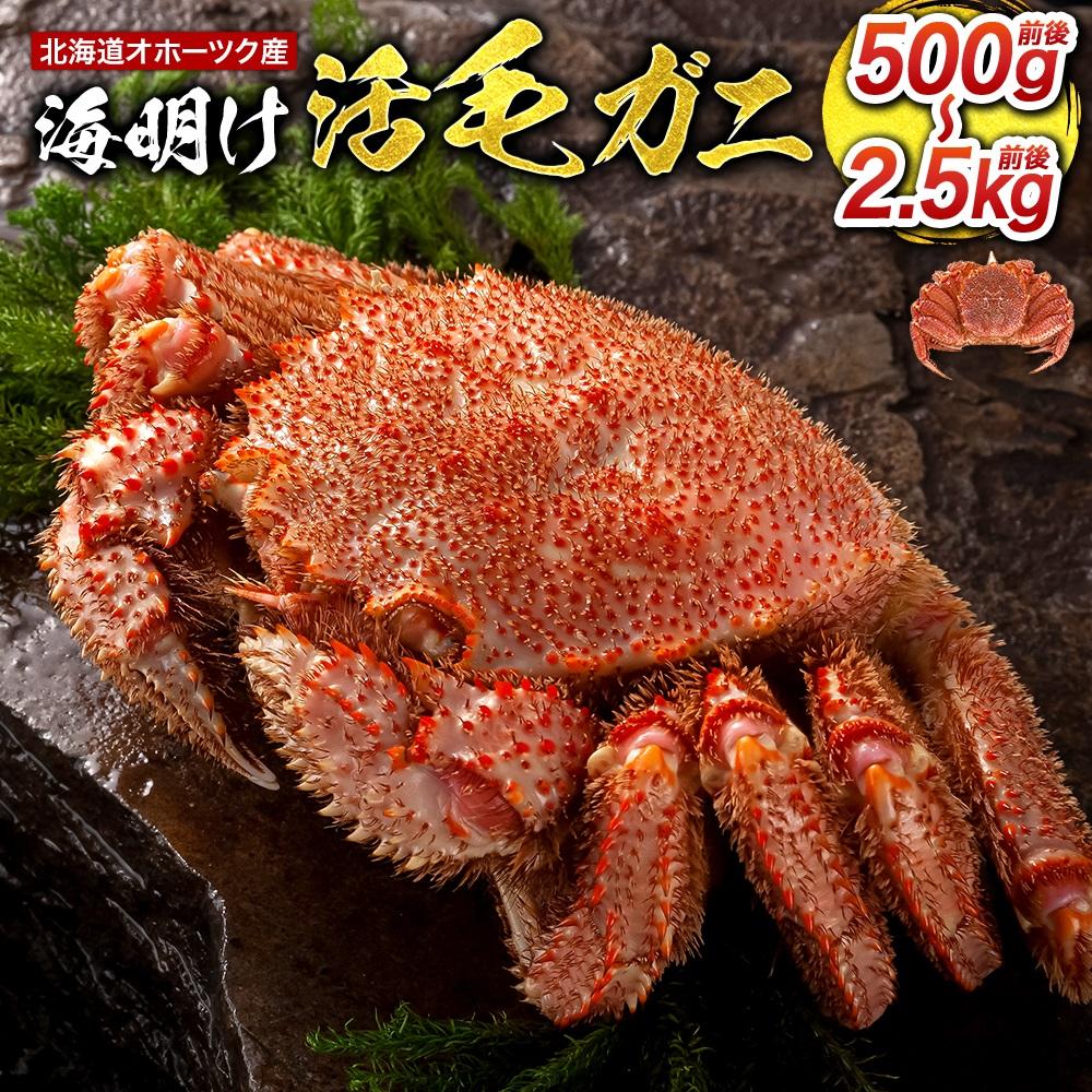 【ふるさと納税】【先行予約 着日指定可】北海道オホーツク産海明け活毛ガニ　ボイル未冷凍配送(チルド 冷蔵配送) | 蟹 魚介類 水産 食品 人気 おすすめ 送料無料