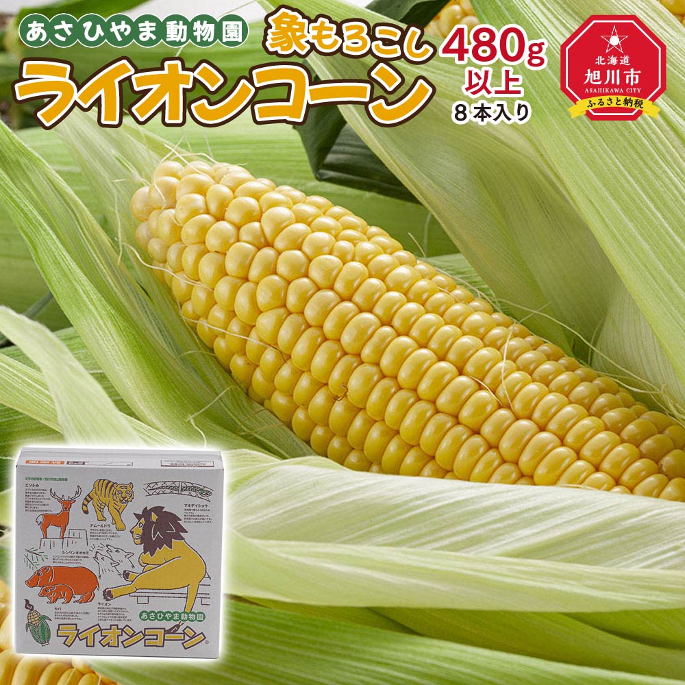 【ふるさと納税】【先行予約】象もろこし（ライオンコーン）大きいサイズのトウモロコシ　480ｇ以上8本入り(2025年8月下旬～発送開始予定)_01412 | とうもろこし おおもの コーン 糖度16度以上 ゴールドラッシュ 糖度 お取り寄せ 旭川市 北海道ふるさと納税 送料無料
