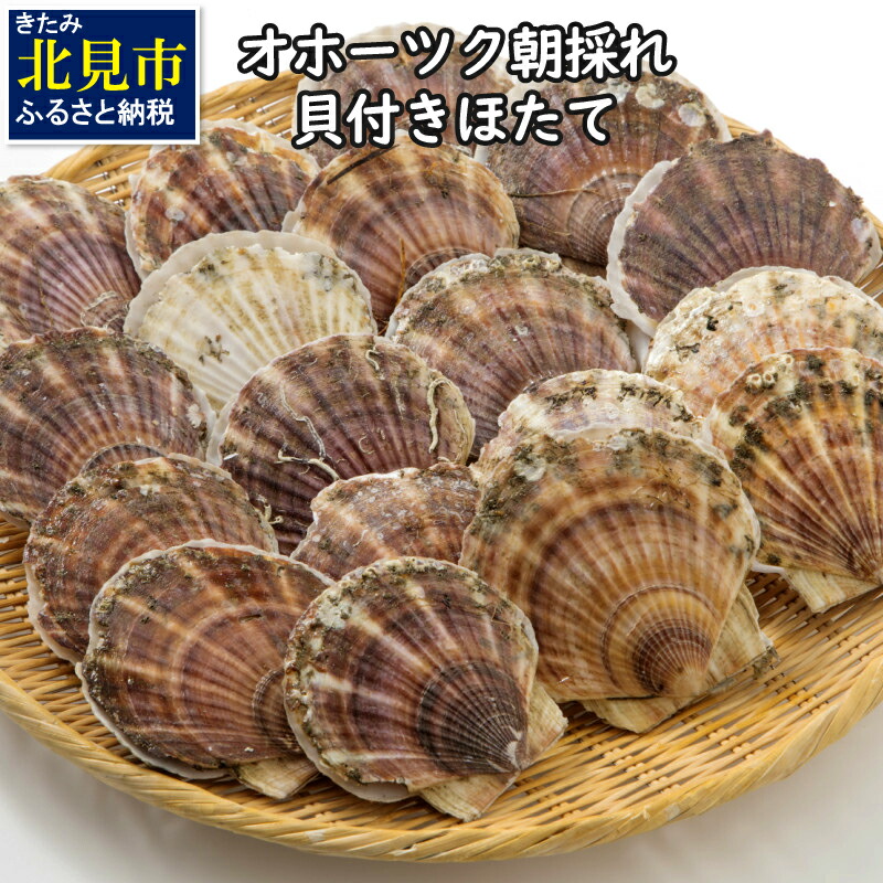 【ふるさと納税】オホーツク朝採れ貝付きほたて4kg（25枚〜40枚）【2022年3月下旬から順次発送】