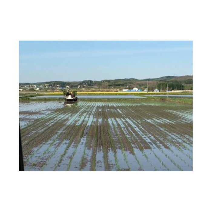 令和4年産！『100%自家生産精米』善生さんの自慢の米 ななつぼし５kg※一括発送
