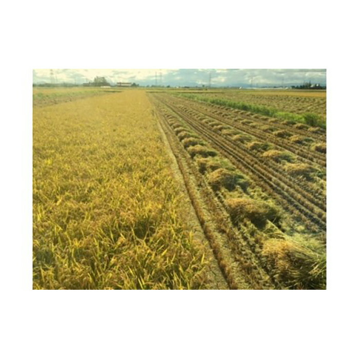 令和4年産！『100%自家生産精米』善生さんの自慢の米 ななつぼし５kg※一括発送