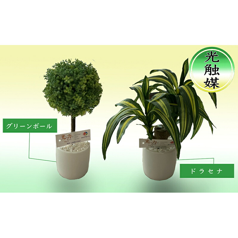 不思議なことの風味『芦別瓜』特集