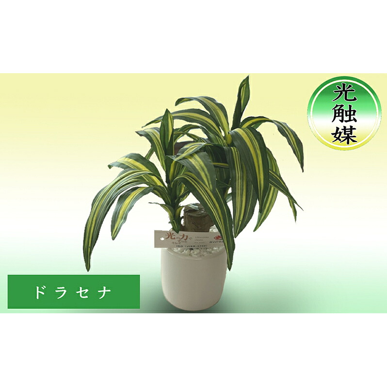 不思議なことの味い『芦別瓜』特集