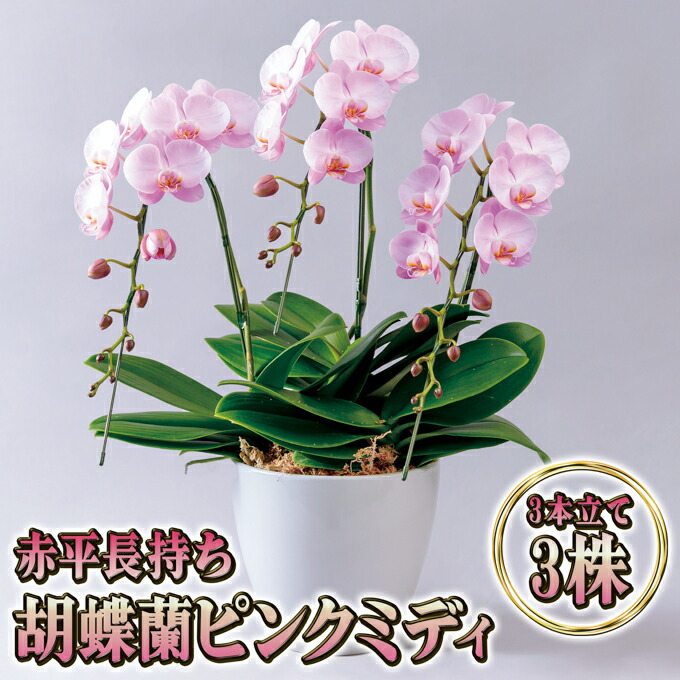 【6月号】あか散らし広告雁の使い