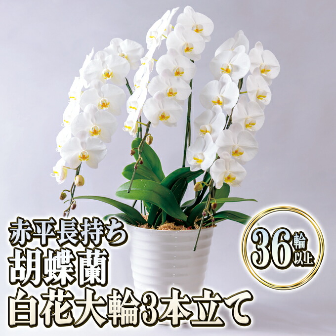 【6月号】あか散らし広告雁の使い